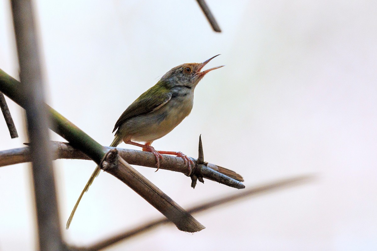 Common Tailorbird - 独行虾 Bird.soong