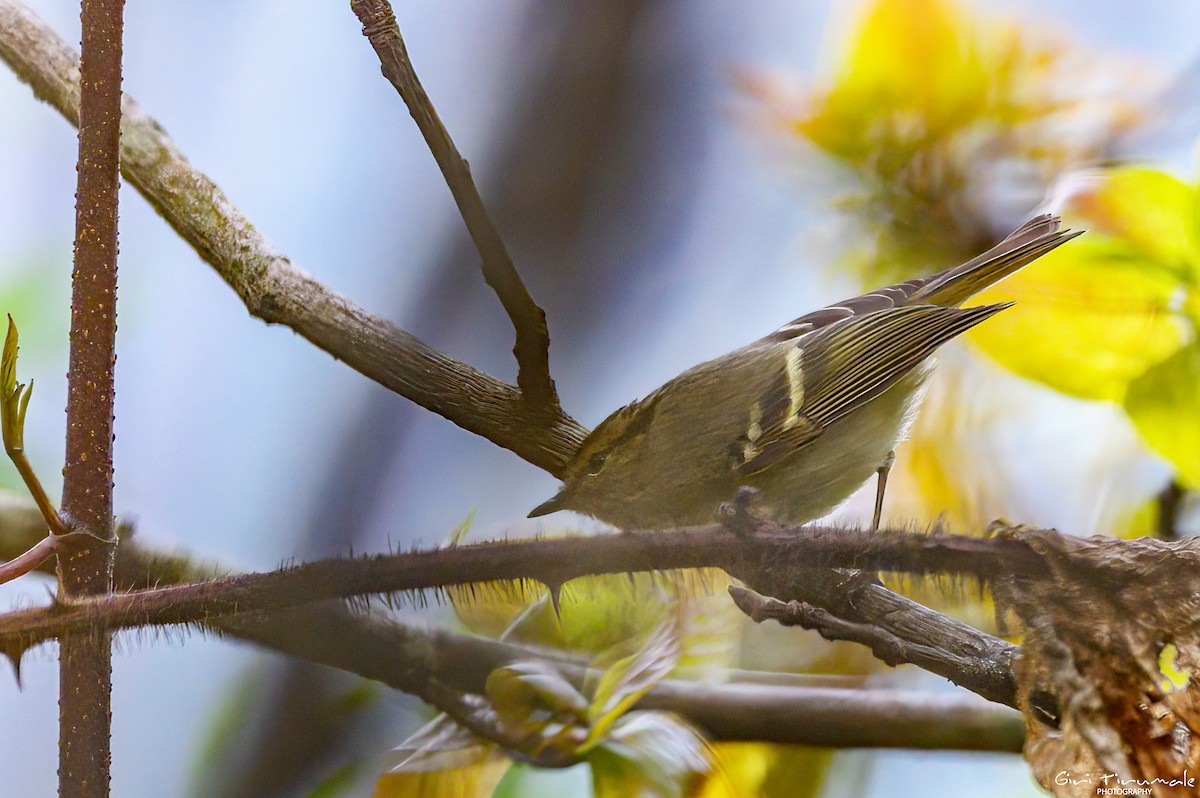 Yellow-browed Warbler - ML617511486