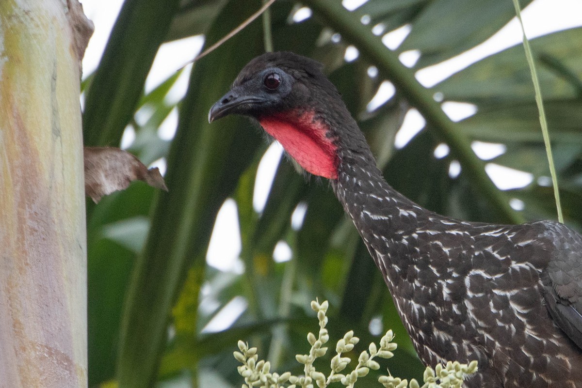 Crested Guan - ML617511493