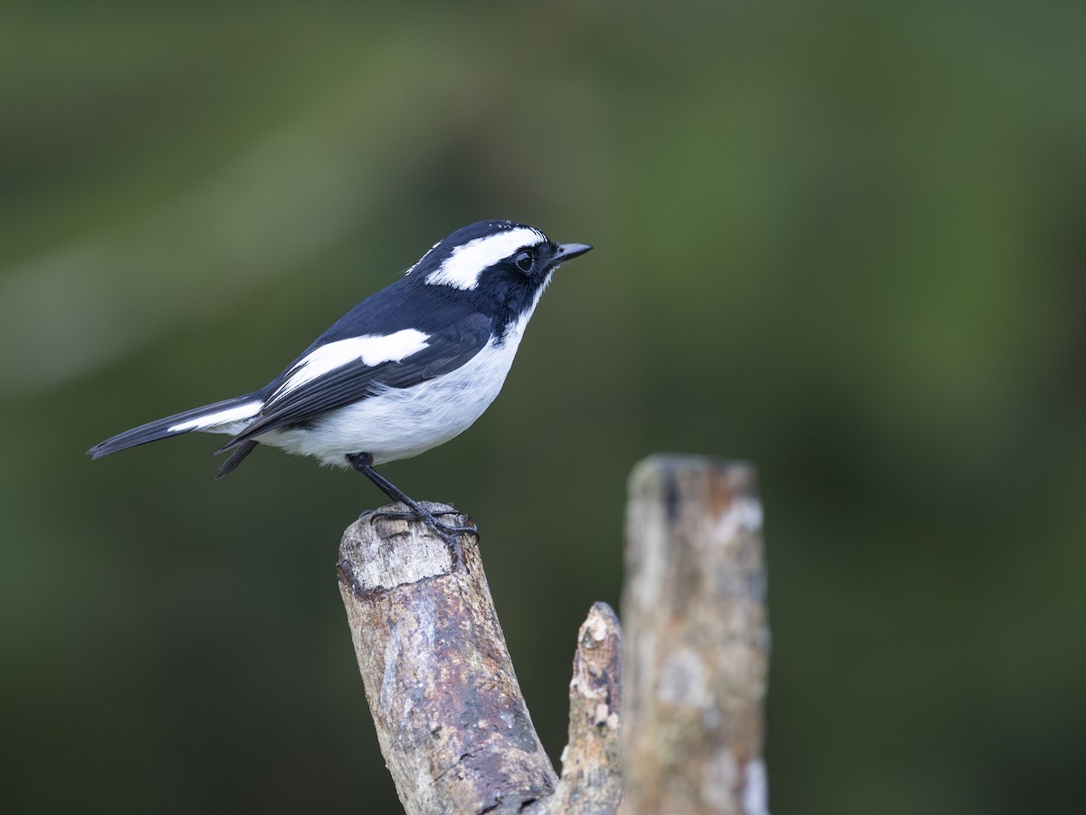 Little Pied Flycatcher - Charmain Ang