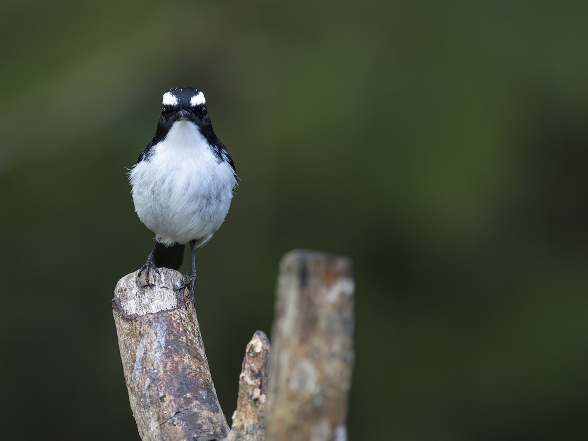 Little Pied Flycatcher - Charmain Ang