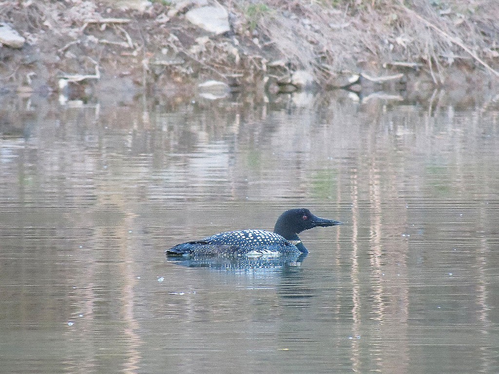 Common Loon - Ivy L