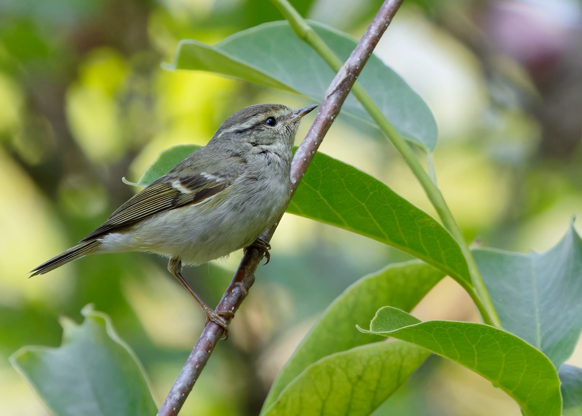 Hume's Warbler - ML617511583