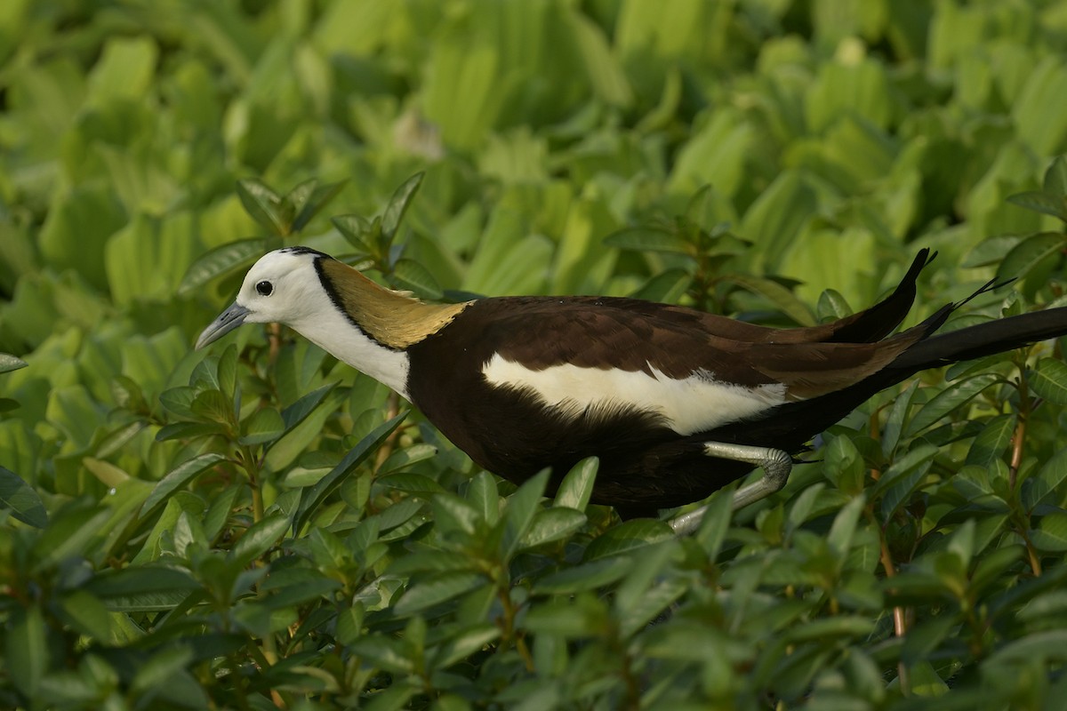 Pheasant-tailed Jacana - ML617511585