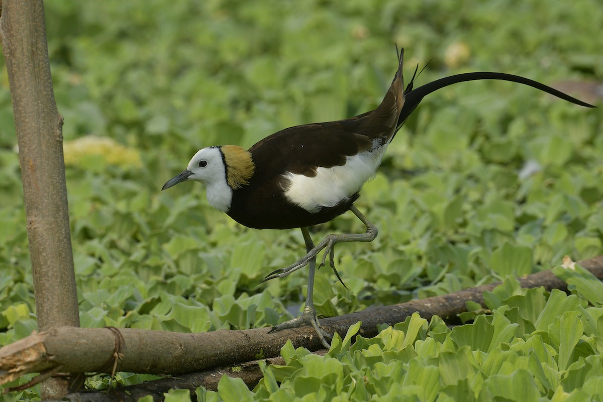 Pheasant-tailed Jacana - Supaporn Teamwong