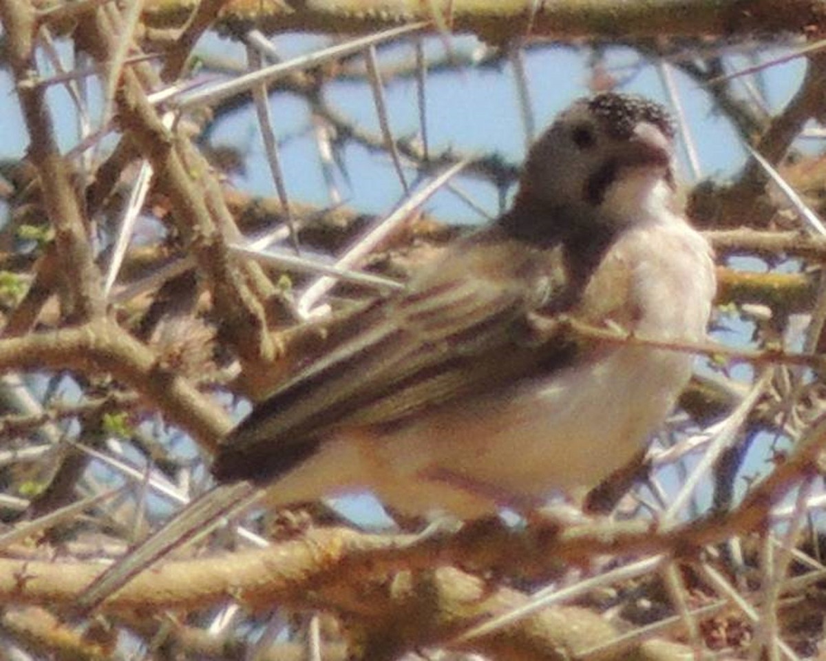 Speckle-fronted Weaver - ML617511587