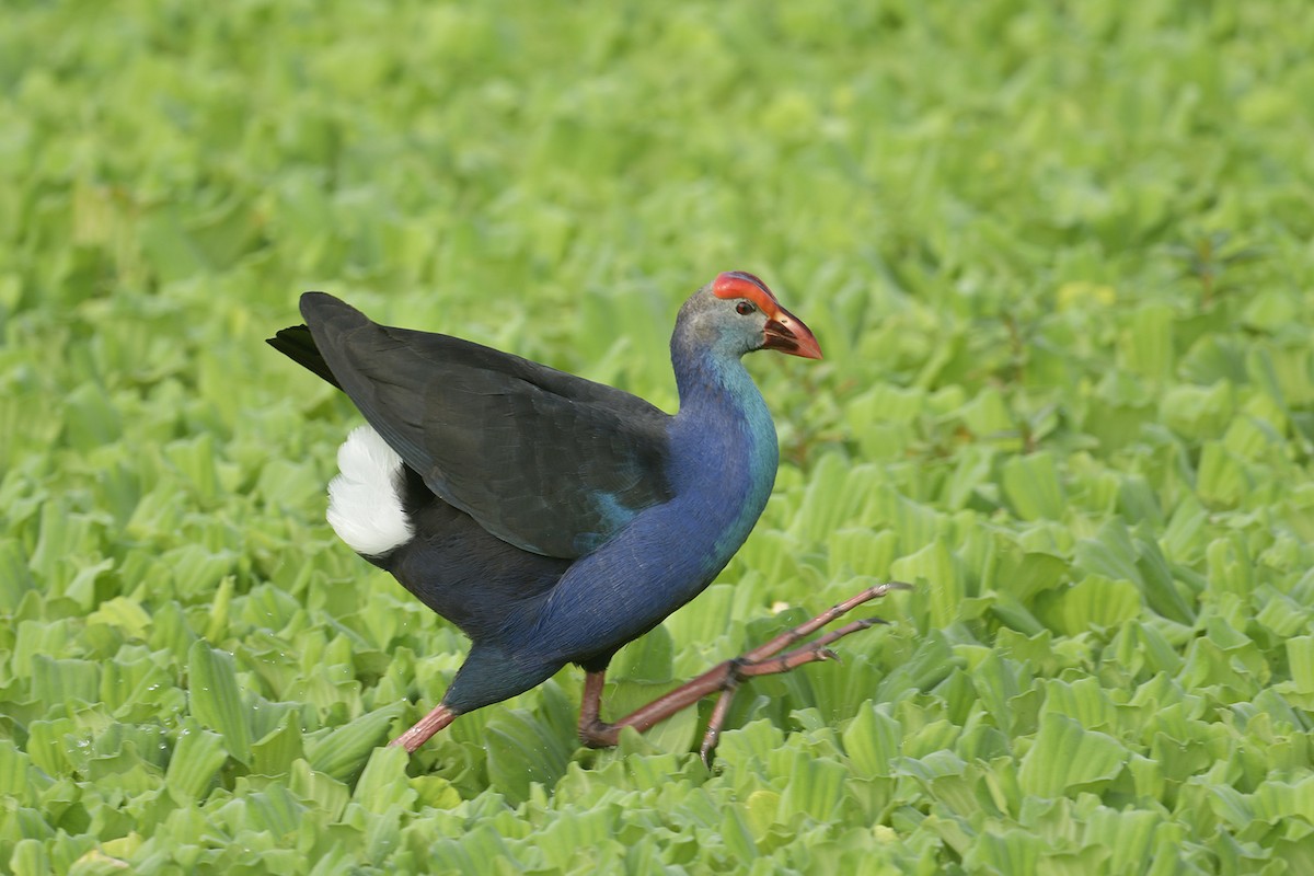 Gray-headed Swamphen - Supaporn Teamwong