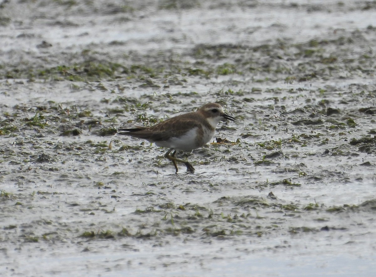 Double-banded Plover - ML617511596