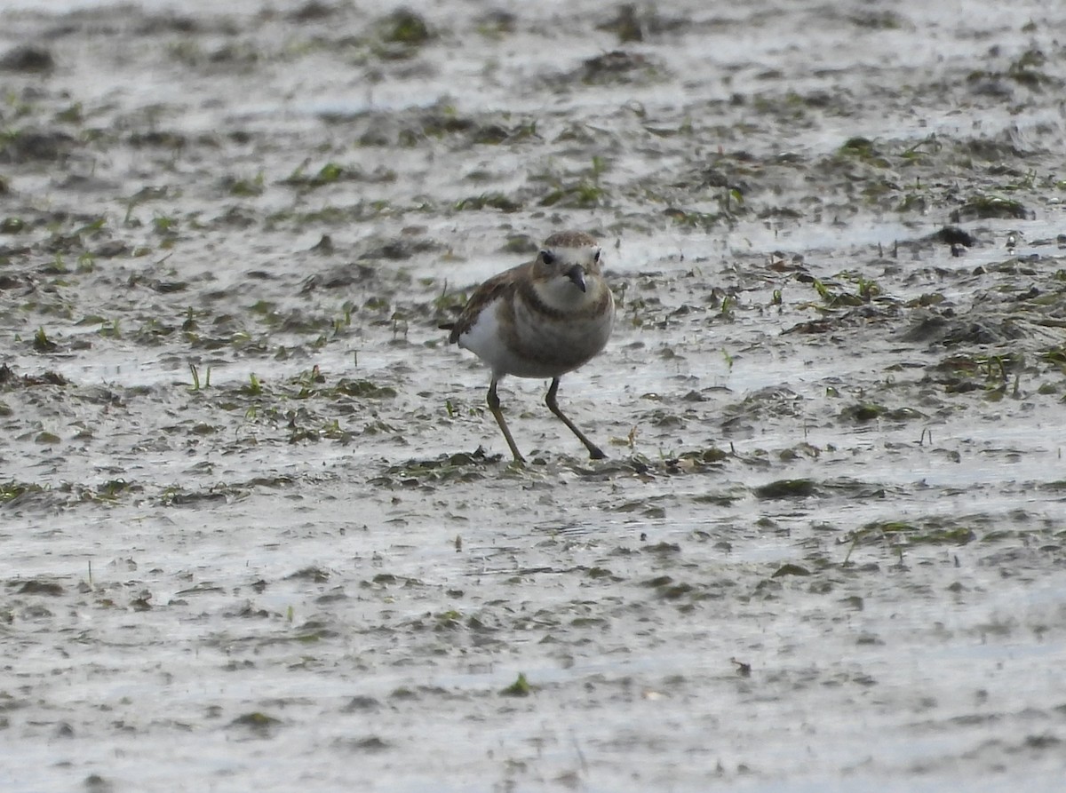 Double-banded Plover - ML617511597