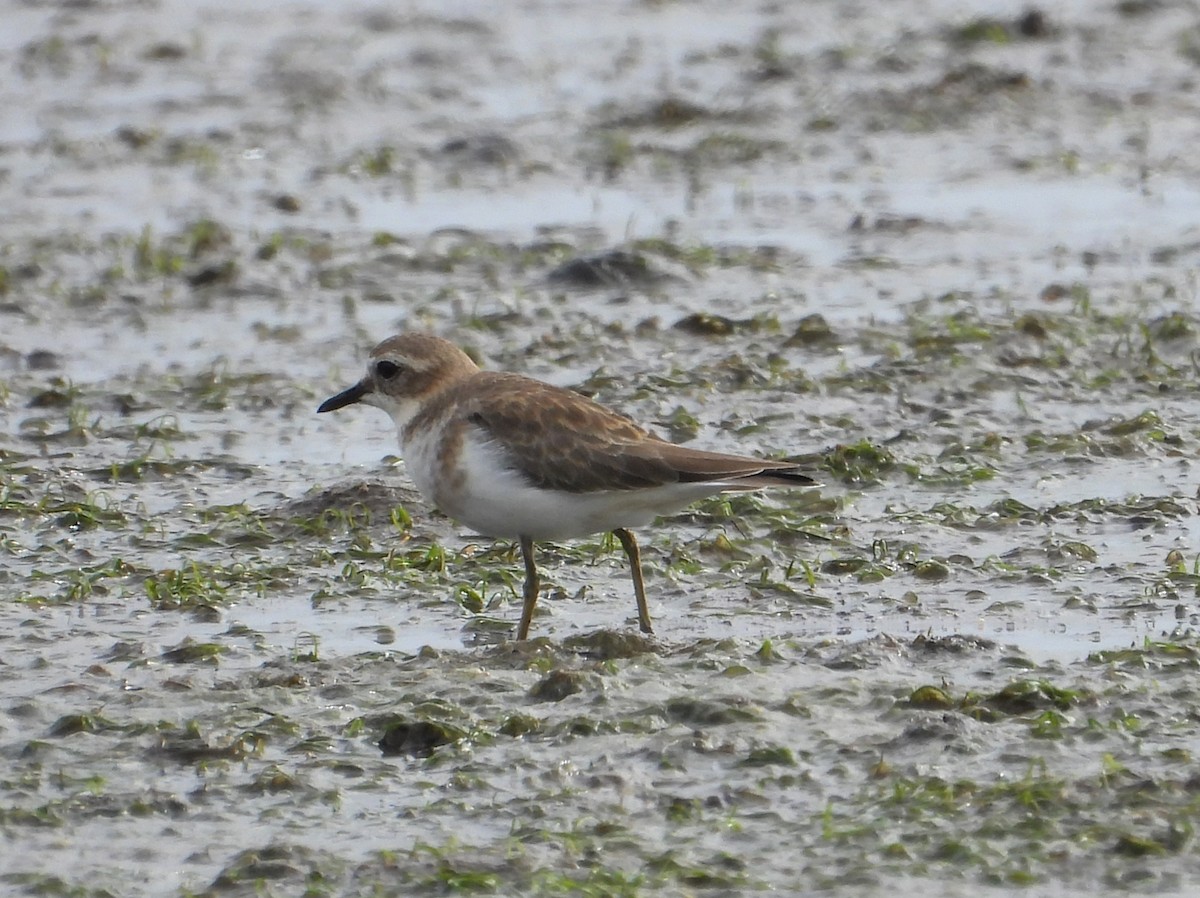 Double-banded Plover - ML617511598