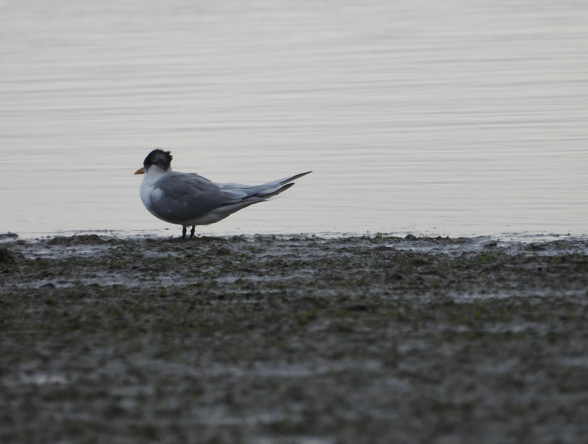 Great Crested Tern - ML617511636