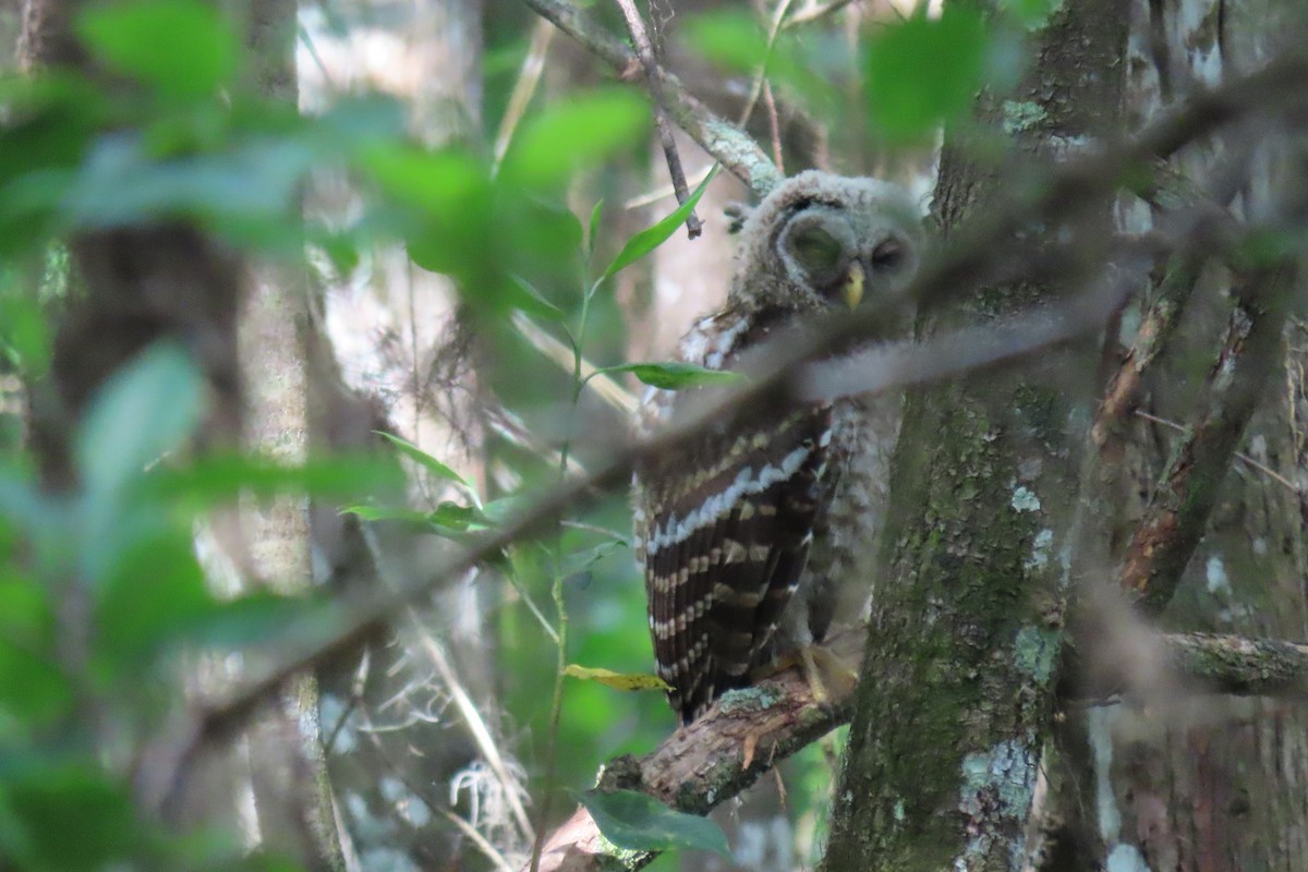 Barred Owl - Susan Young
