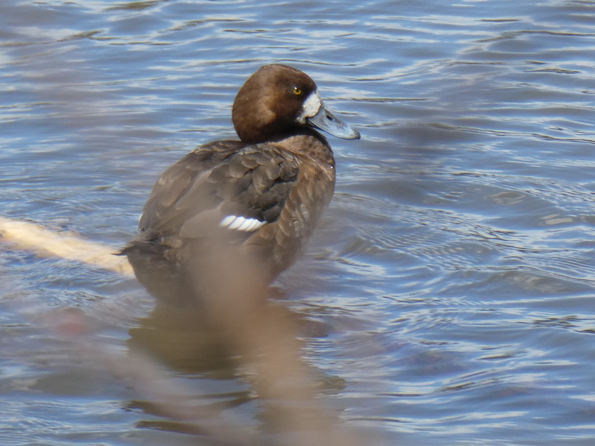 Greater Scaup - ML617511685