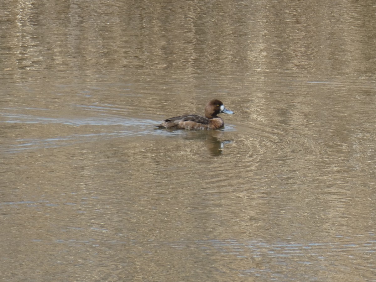 Greater Scaup - ML617511697