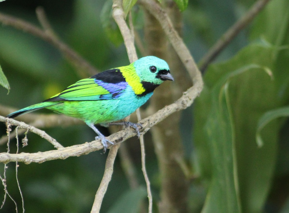 Green-headed Tanager - ML617511710