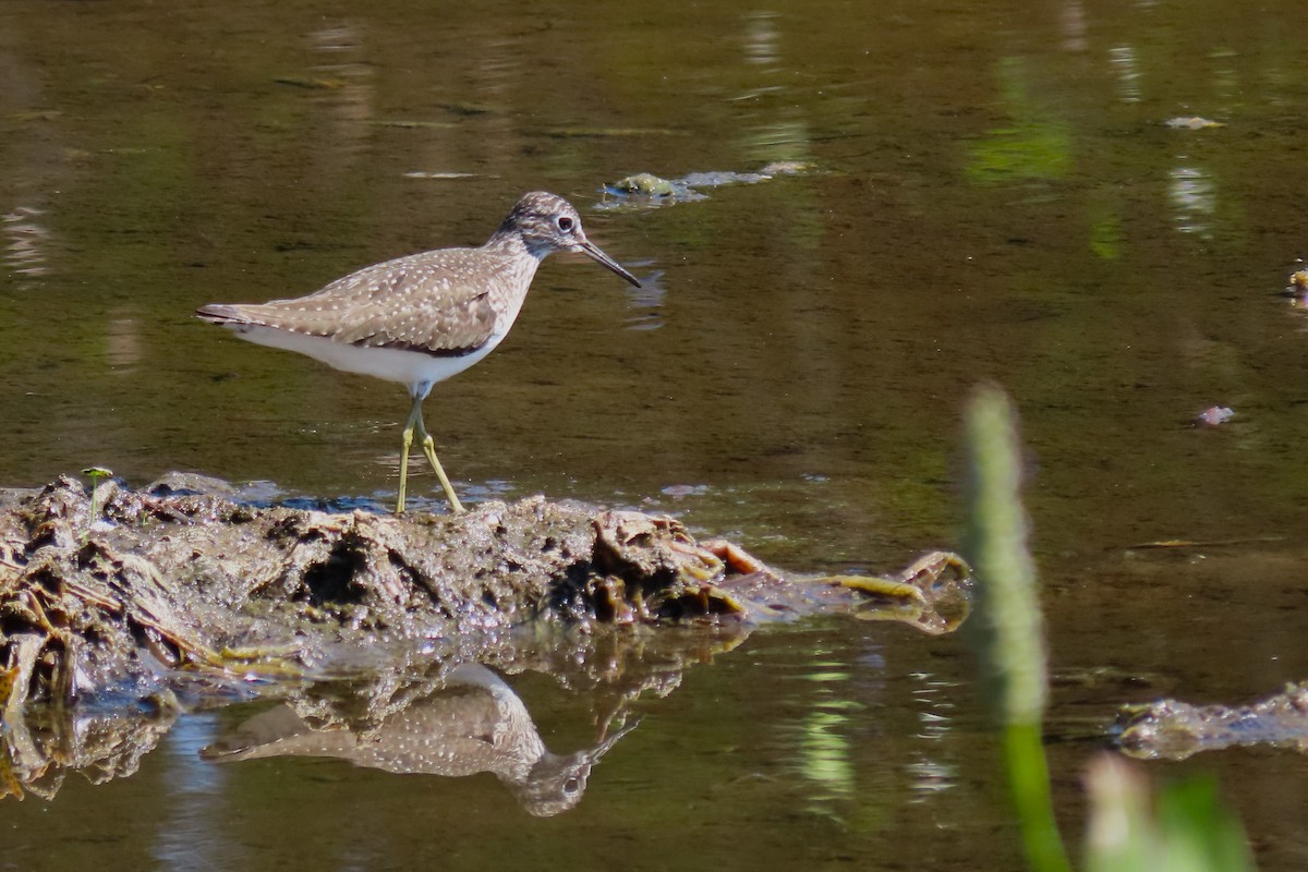 Solitary Sandpiper - Susan Young