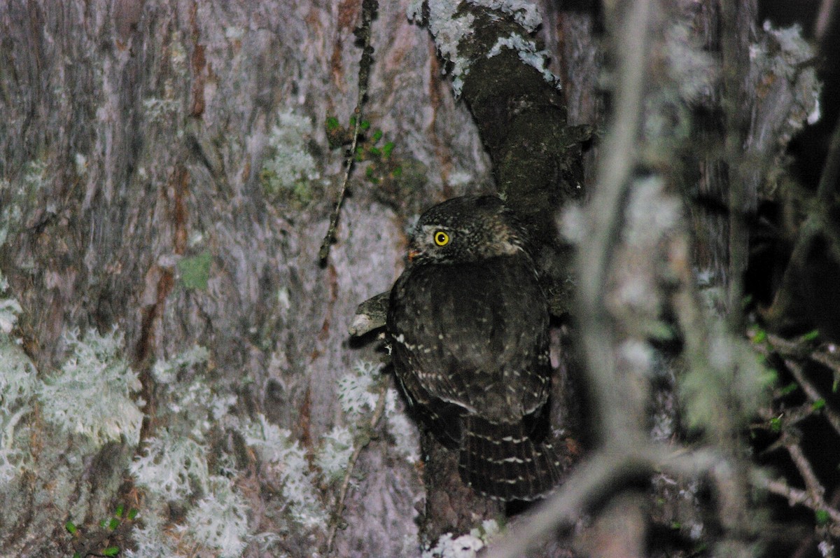 Eurasian Pygmy-Owl - ML617511747