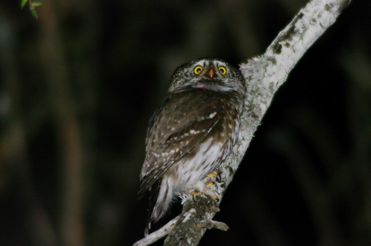 Eurasian Pygmy-Owl - ML617511751