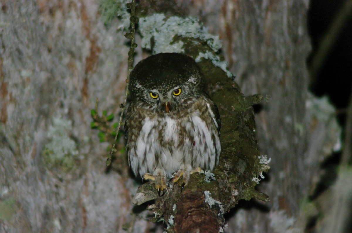 Eurasian Pygmy-Owl - ML617511753