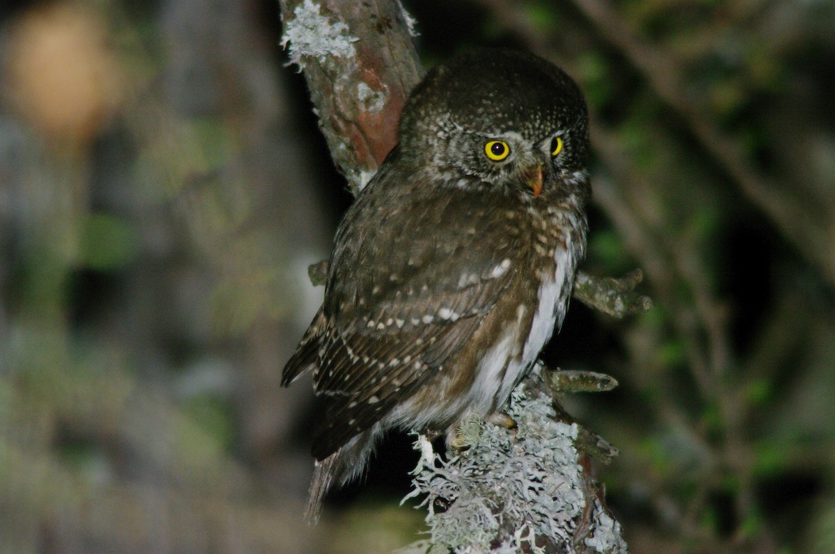 Eurasian Pygmy-Owl - Max Chiari