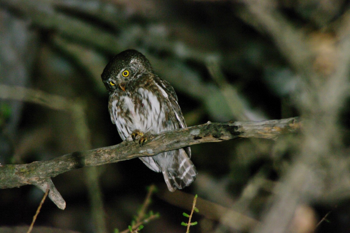 Eurasian Pygmy-Owl - ML617511757