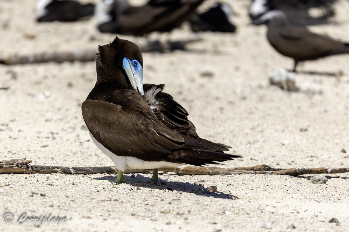 Brown Booby - ML617511761