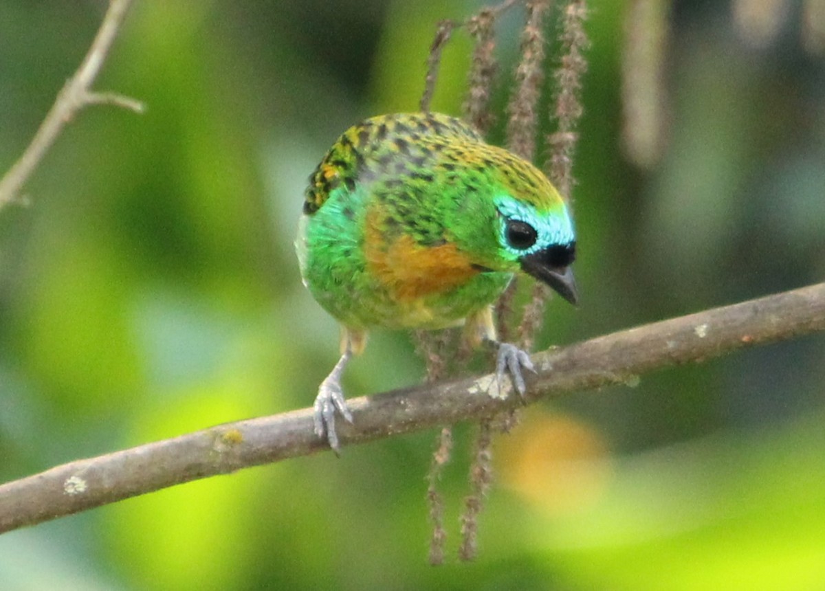 Brassy-breasted Tanager - Miguel  Magro