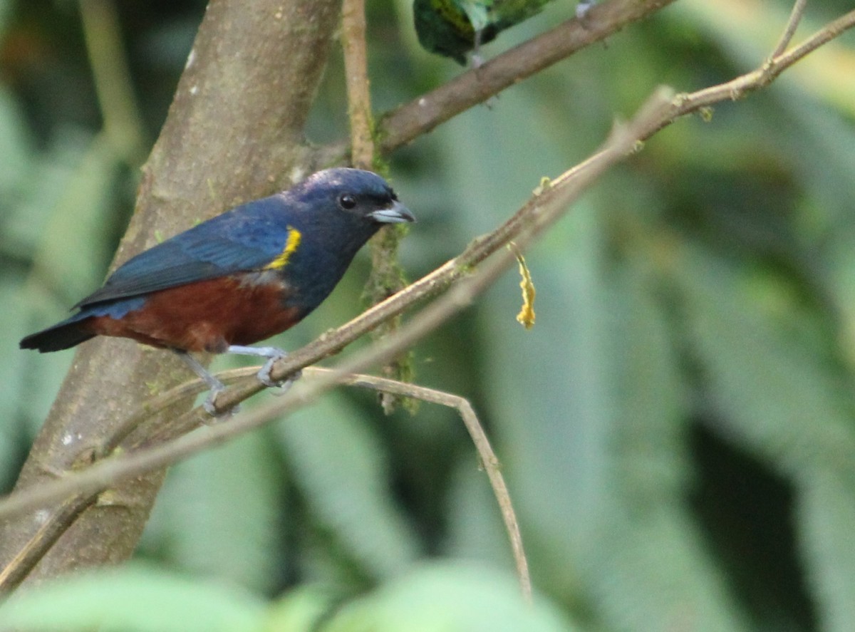 Chestnut-bellied Euphonia - Miguel  Magro
