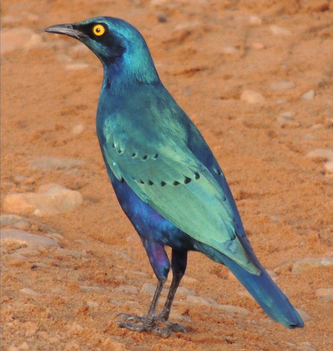 Greater Blue-eared Starling - ML617511859