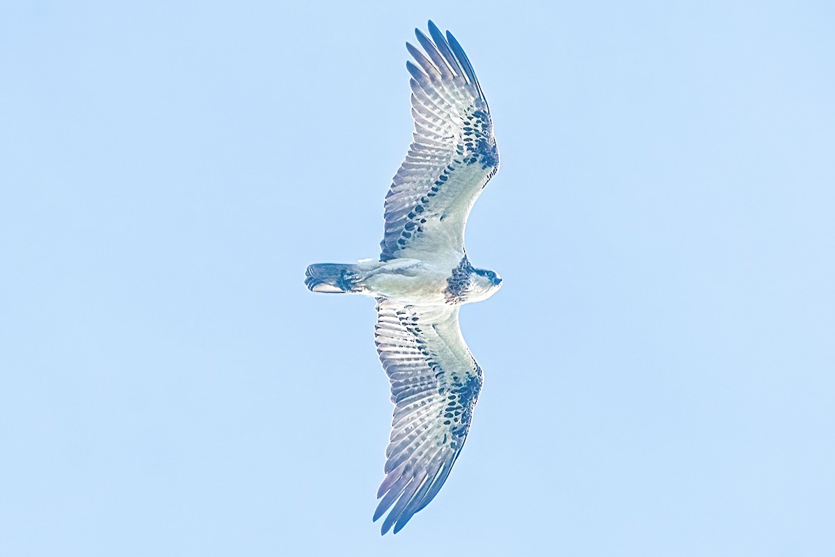 Águila Pescadora (Australia) - ML617511864