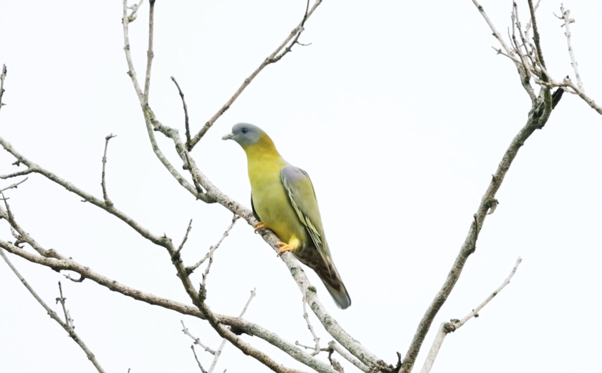 Yellow-footed Green-Pigeon - ML617511872