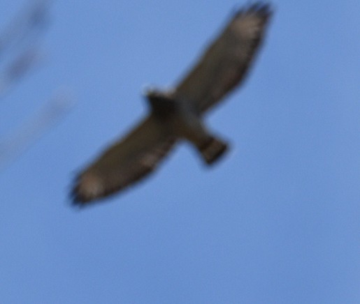 Broad-winged Hawk (Northern) - ML617511883