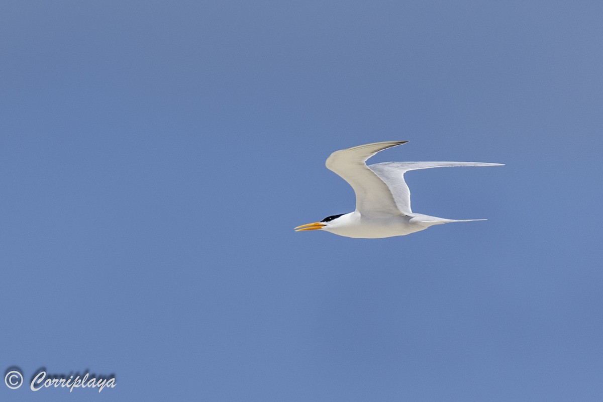 Lesser Crested Tern - ML617511923