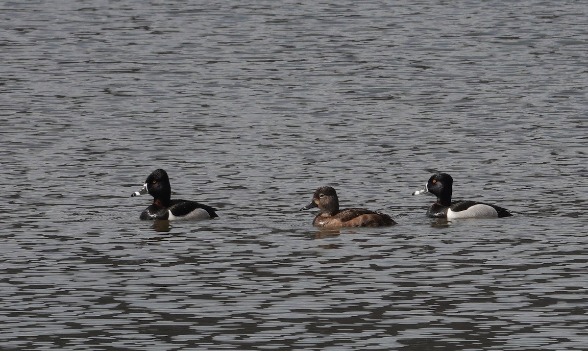 Ring-necked Duck - Danielle Cayer