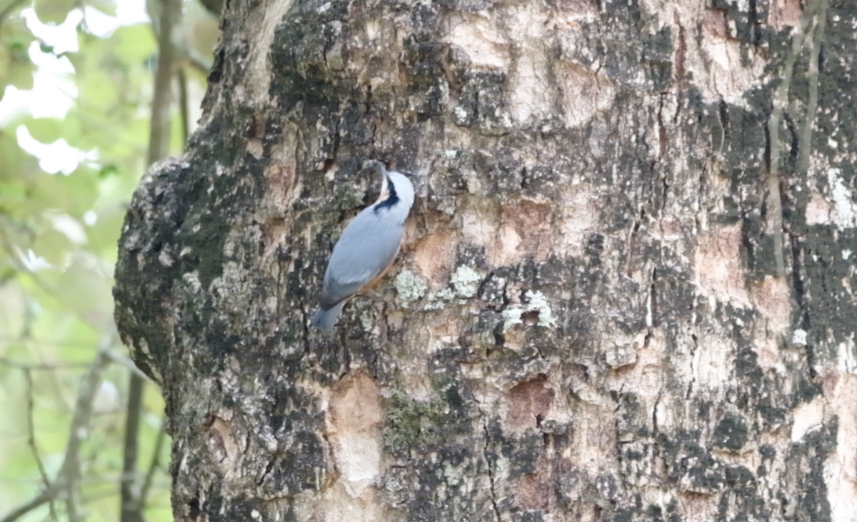 Indian Nuthatch - Anish Thimanna