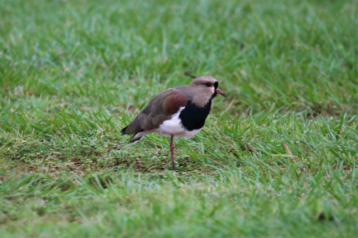 Southern Lapwing - Haydee Cabassi