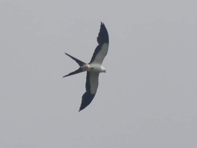 Swallow-tailed Kite - ML617512119
