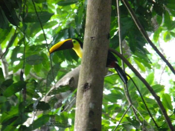 Yellow-throated Toucan - Alex Trollope
