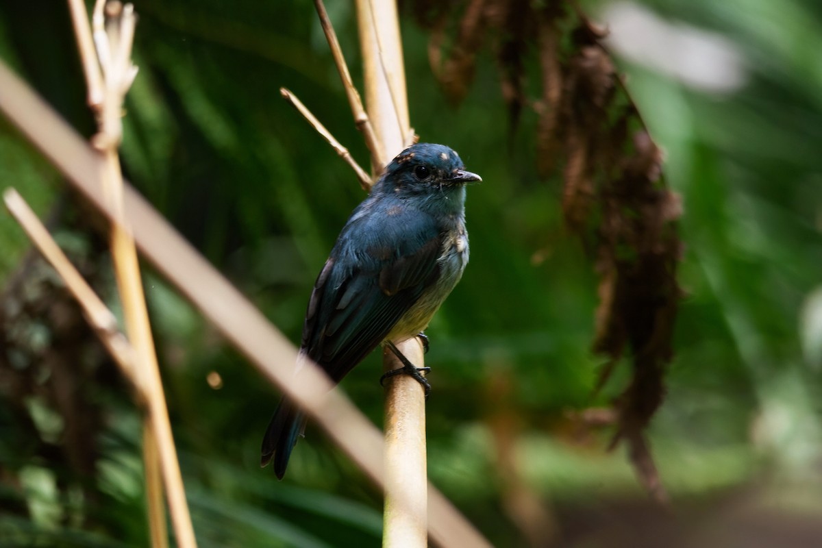 Turquoise Flycatcher - Neil Francis Ramil