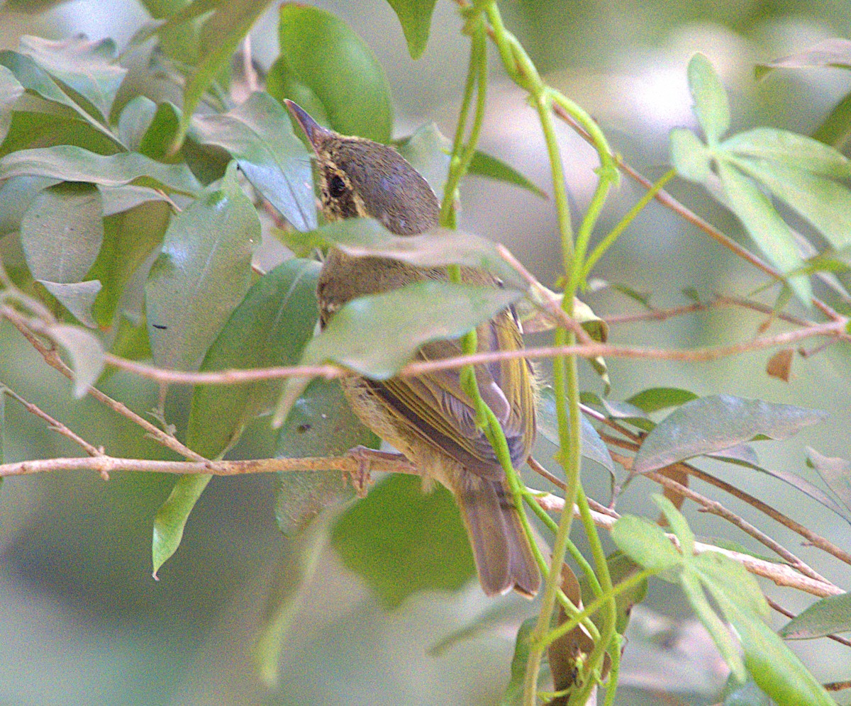 Large-billed Leaf Warbler - Ayaan S