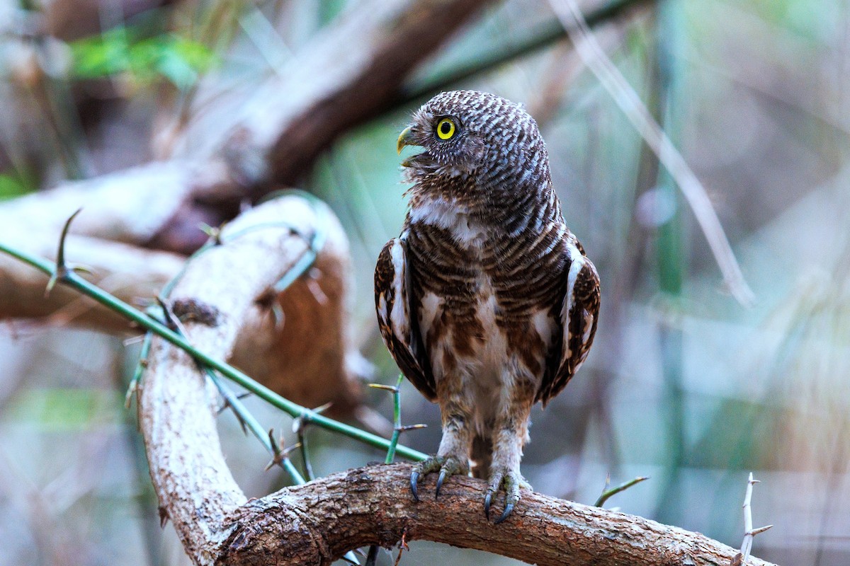 Asian Barred Owlet - 独行虾 Bird.soong