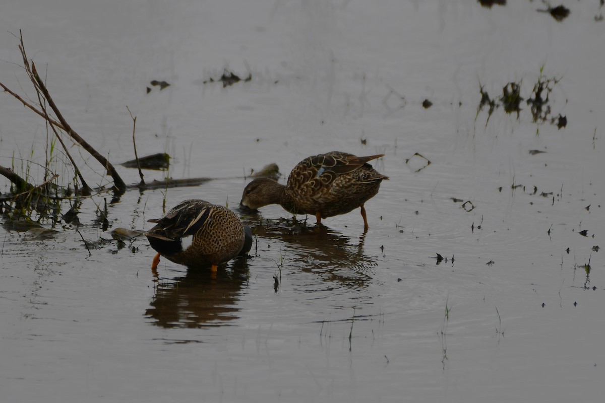 Blue-winged Teal - ML617512280