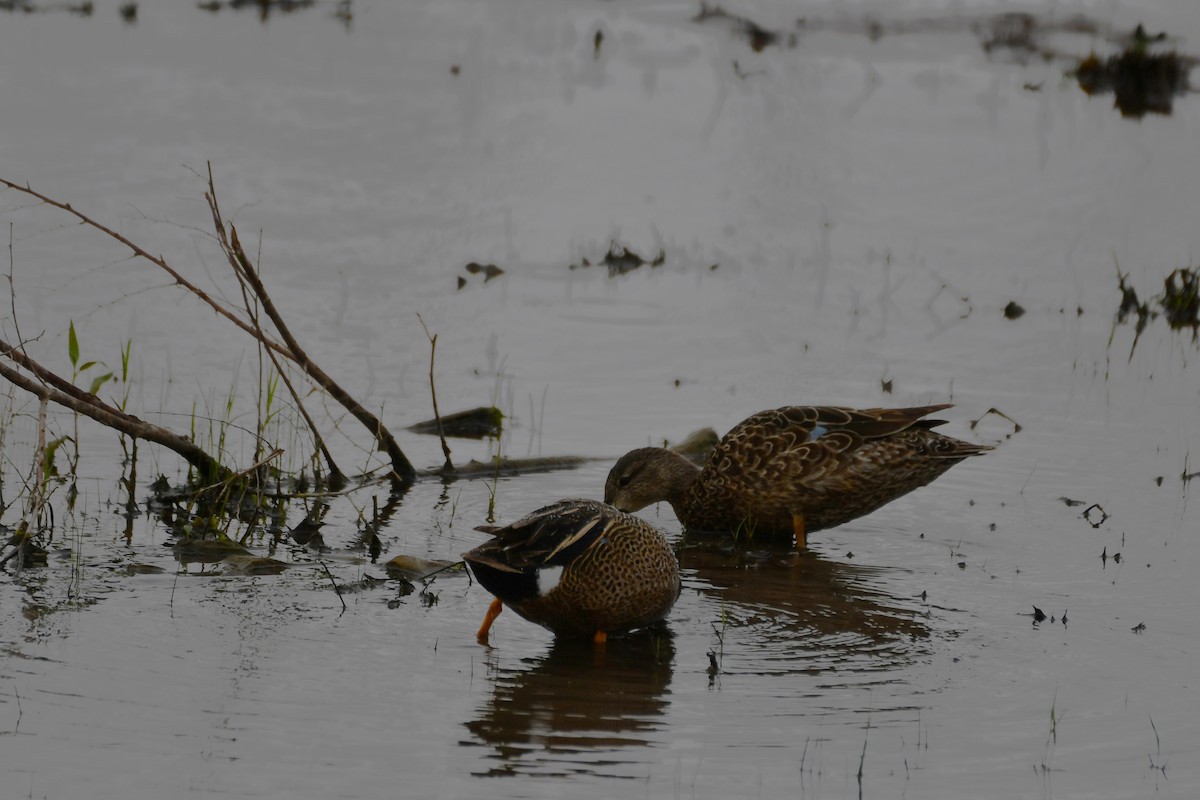 Blue-winged Teal - ML617512282