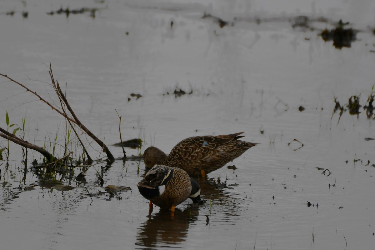 Blue-winged Teal - ML617512283
