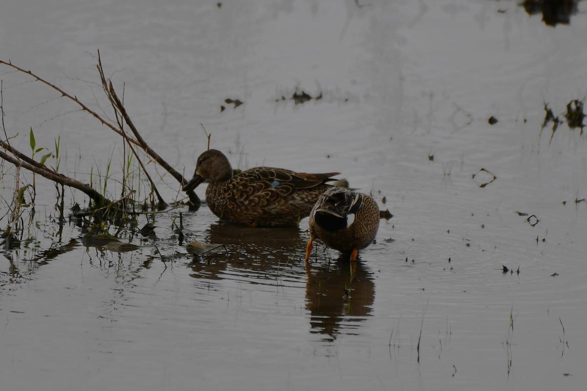 Blue-winged Teal - ML617512285