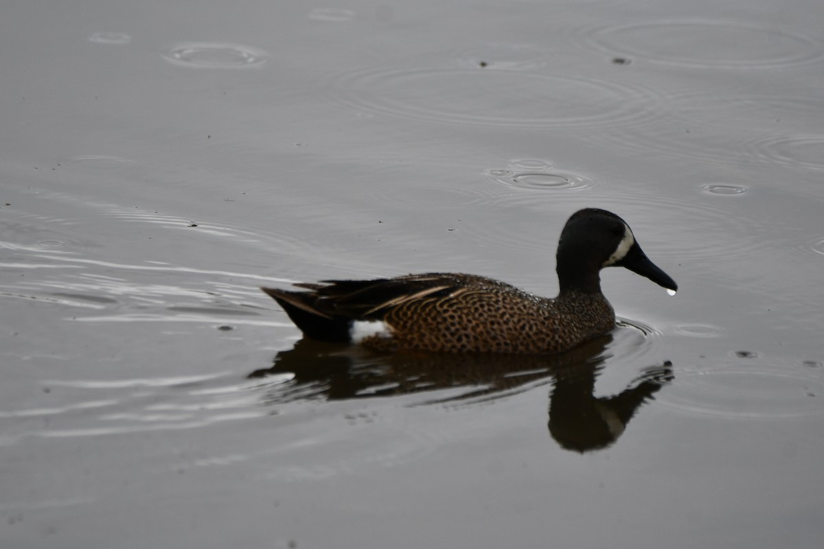 Blue-winged Teal - ML617512286