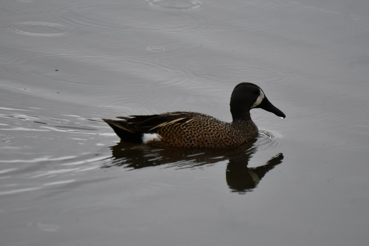 Blue-winged Teal - ML617512287
