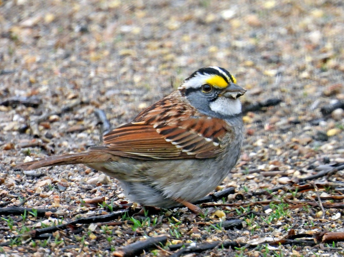 White-throated Sparrow - ML617512322