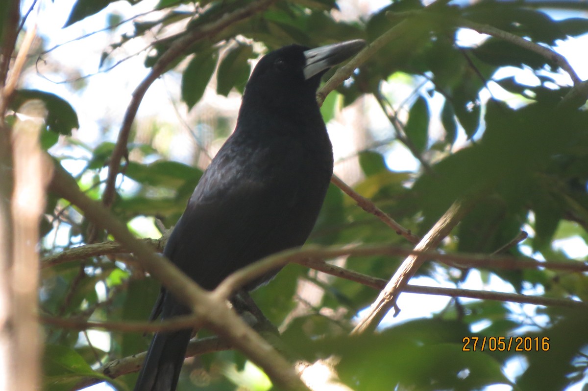 Black Butcherbird - ML617512324