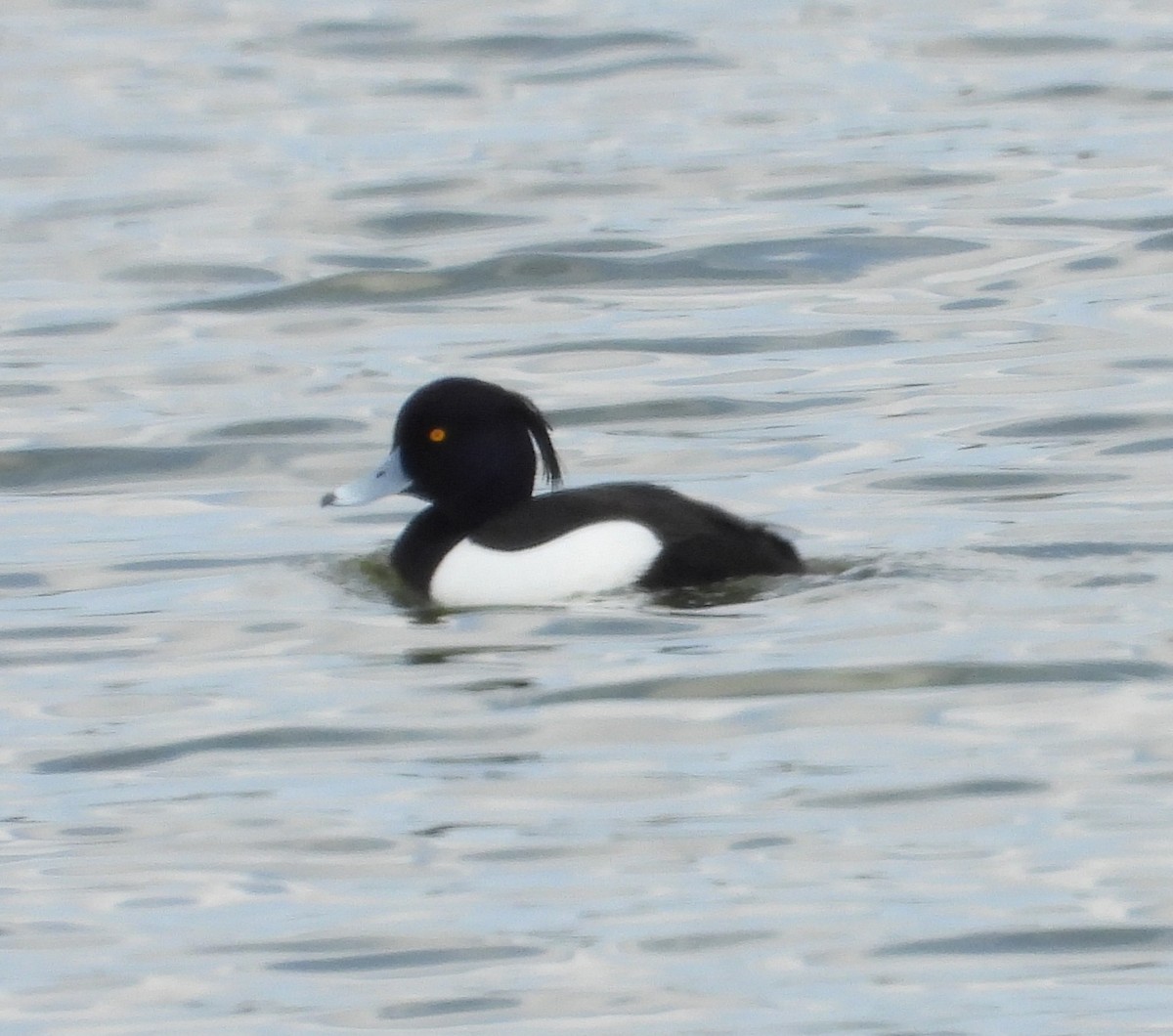 Tufted Duck - ML617512378